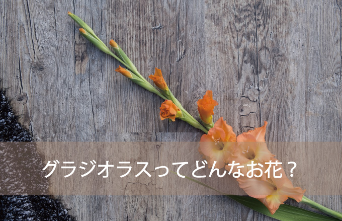 グラジオラスの種類と花言葉 Kvell Flower 花のサブスクリプション 定期宅配 プリザーブドフラワー ソープフラワーのギフト専門サイト