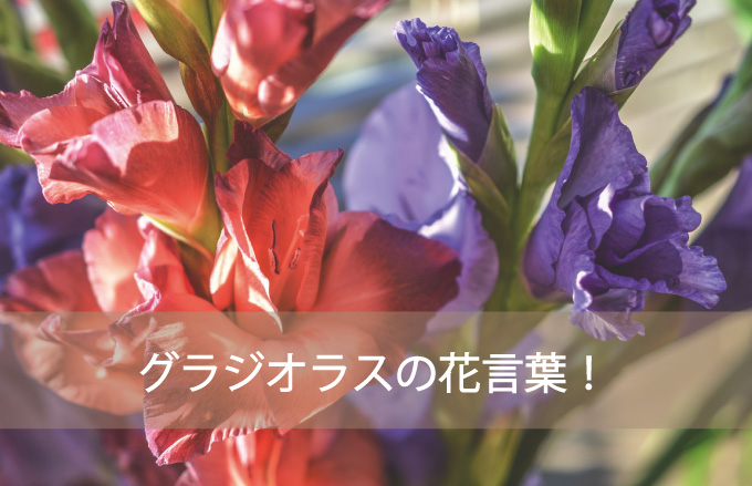グラジオラスの種類と花言葉 Kvell Flower 花のサブスクリプション 定期宅配 プリザーブドフラワー ソープフラワーのギフト専門サイト