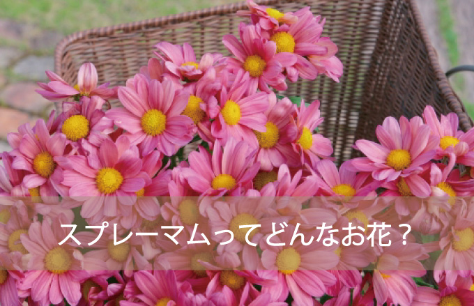 スプレーマムの種類と花言葉 Kvell Flower 花のサブスクリプション 定期宅配 プリザーブドフラワー ソープフラワーのギフト専門サイト