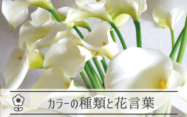 第１・３ 金曜日　( 茨木 )にお届けしたお花