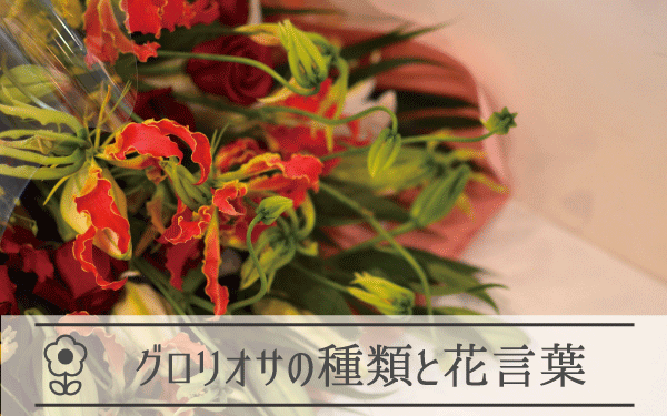 グロリオサの種類と花言葉