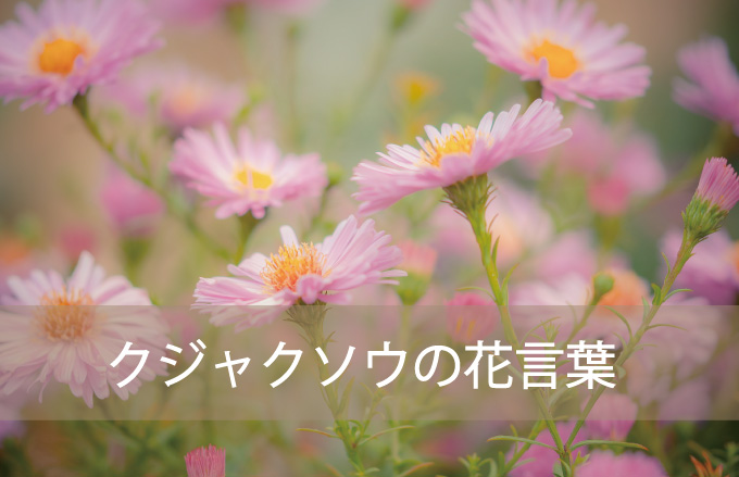 クジャクソウの種類と花言葉 Kvell Flower 花のサブスクリプション 定期宅配 プリザーブドフラワー ソープフラワーのギフト専門サイト