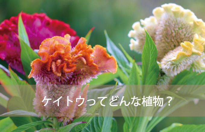 ケイトウの種類と花言葉 Kvell Flower 花のサブスクリプション 定期宅配 プリザーブドフラワー ソープフラワーのギフト専門サイト