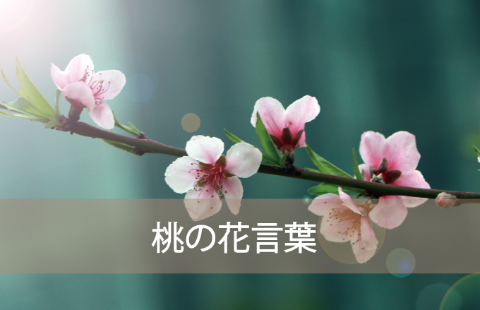 桃 もも の種類と花言葉 Kvell Flower 花のサブスクリプション 定期宅配 プリザーブドフラワー ソープフラワーのギフト専門サイト