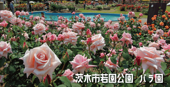茨木市若園公園『バラ園』