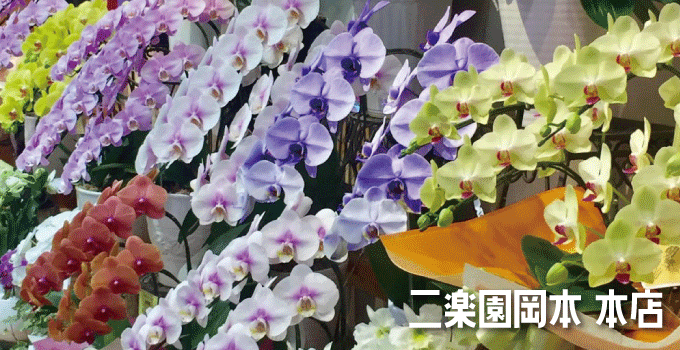 胡蝶蘭や観葉植物をお探しなら「二楽園岡本本店」