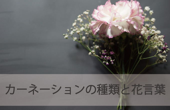 カーネーションの種類と花言葉 Kvell Flower 花のサブスクリプション 定期宅配 プリザーブドフラワー ソープフラワーのギフト専門サイト