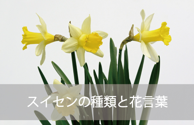 スイセンの種類と花言葉 Kvell Flower 花のサブスクリプション 定期宅配 プリザーブドフラワー ソープフラワーのギフト専門サイト