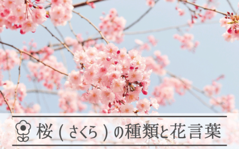 桜の種類と花言葉