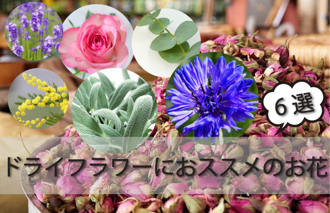 ドライフラワーとは ブリザーブドフラワーとの違いを解説 Kvell Flower 花のサブスクリプション 定期宅配 プリザーブドフラワー ソープ フラワーのギフト専門サイト