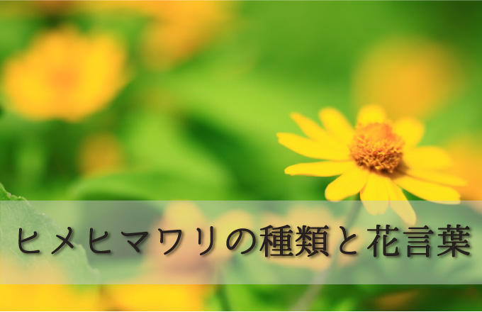 ヒメヒマワリの種類と花言葉 Kvell Flower 花のサブスクリプション 定期宅配 プリザーブドフラワー ソープフラワーのギフト専門サイト
