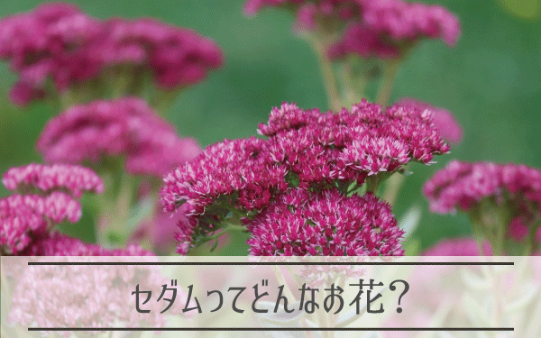 セダム 弁慶草 の種類と花言葉